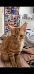 Lost Male Cat last seen Southshore , Blackpool, England FY4