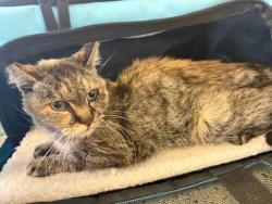 Reunited Female Cat last seen Apple Valley, CA - Yanan x Mandan , Apple Valley, CA 92395
