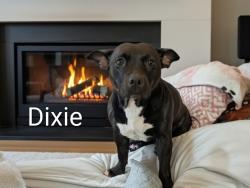 Lost Female Dog last seen East Court Dyersburg , Dyersburg, TN 38024