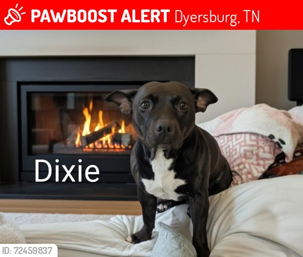Lost Female Dog last seen East Court Dyersburg , Dyersburg, TN 38024