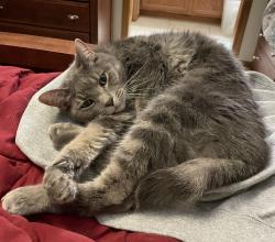 Lost Male Cat last seen Magazine and Delaware, Ankeny, IA 50021