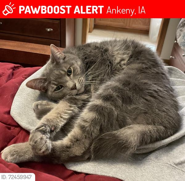Lost Male Cat last seen Magazine and Delaware, Ankeny, IA 50021