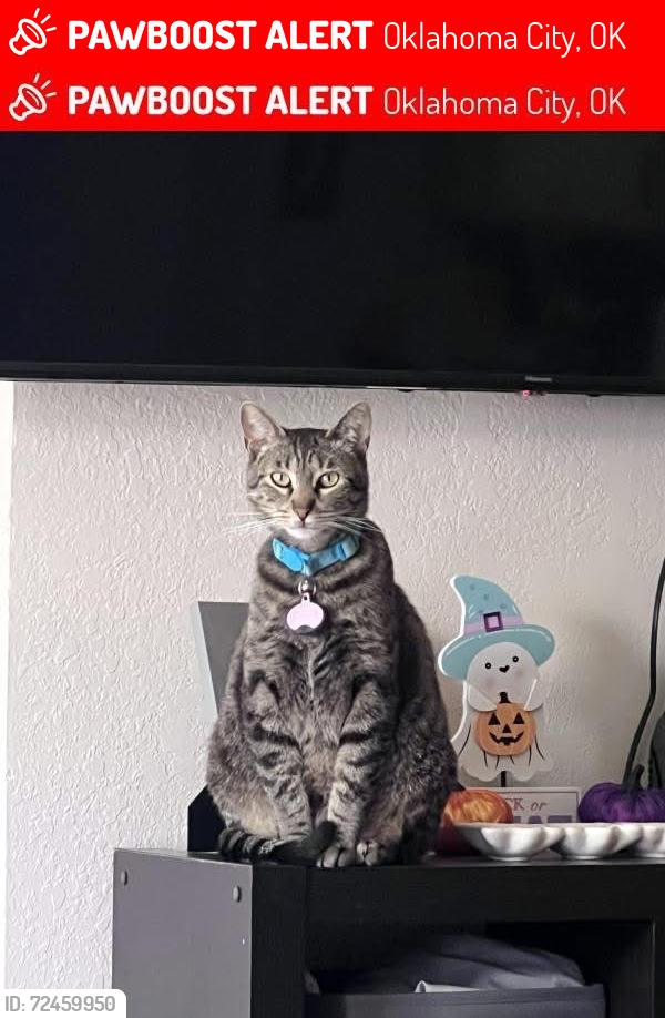 Lost Male Cat last seen Hefner Rd & Broadway Ext. , Oklahoma City, OK 73114