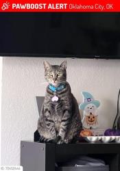 Lost Male Cat last seen Hefner Rd & Broadway Ext. , Oklahoma City, OK 73114
