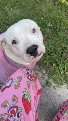 Lost Female Dog last seen Jack In The Box, Wallisville, TX 77597