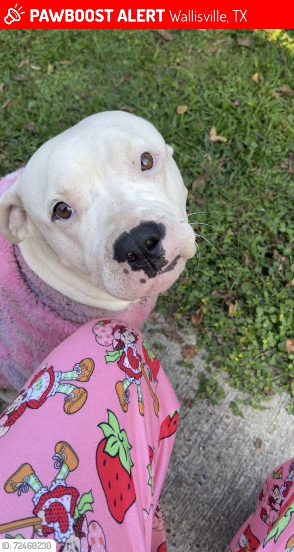 Lost Female Dog last seen Jack In The Box, Wallisville, TX 77597