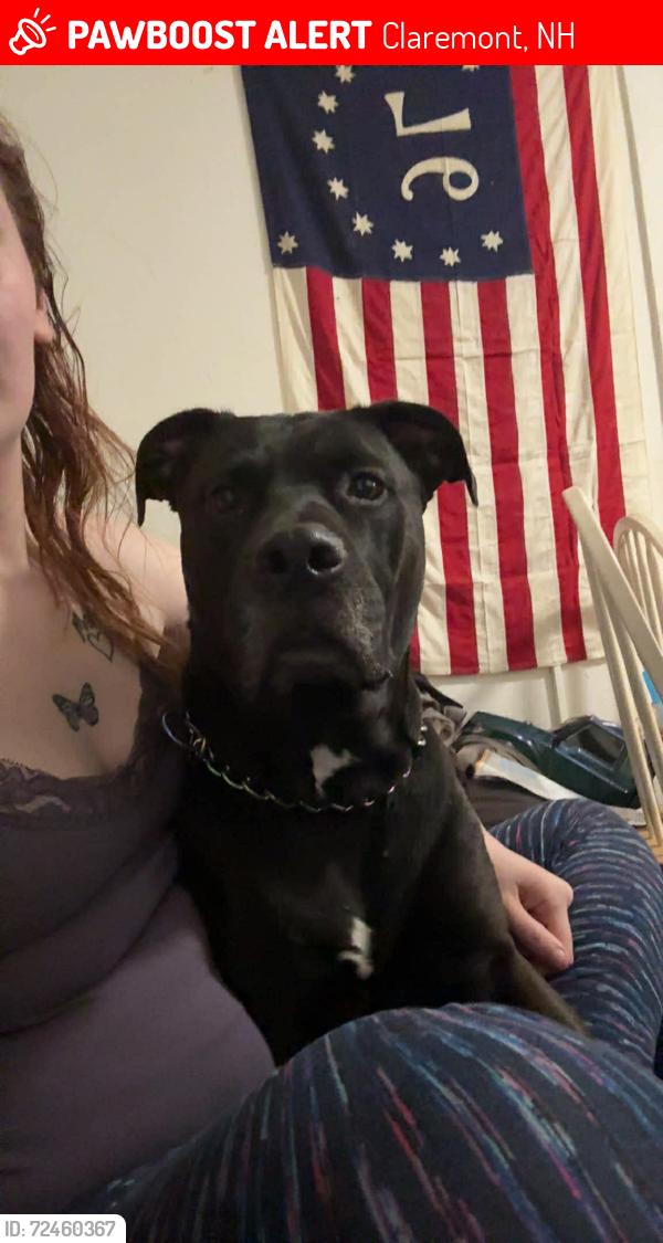 Lost Female Dog last seen central and pearl, Claremont, NH 03743