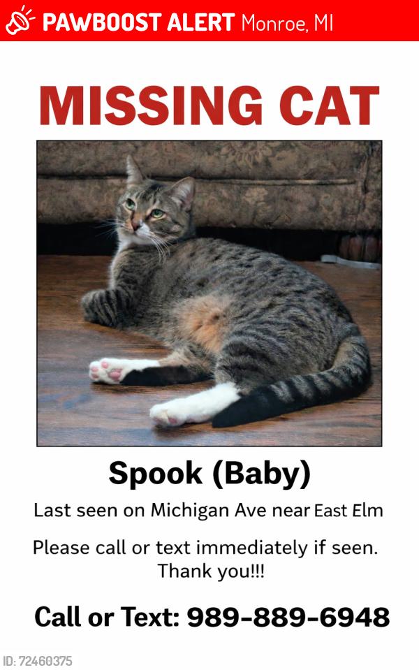 Lost Male Cat last seen MIhigan Ave near East Elm, Monroe, MI 48162