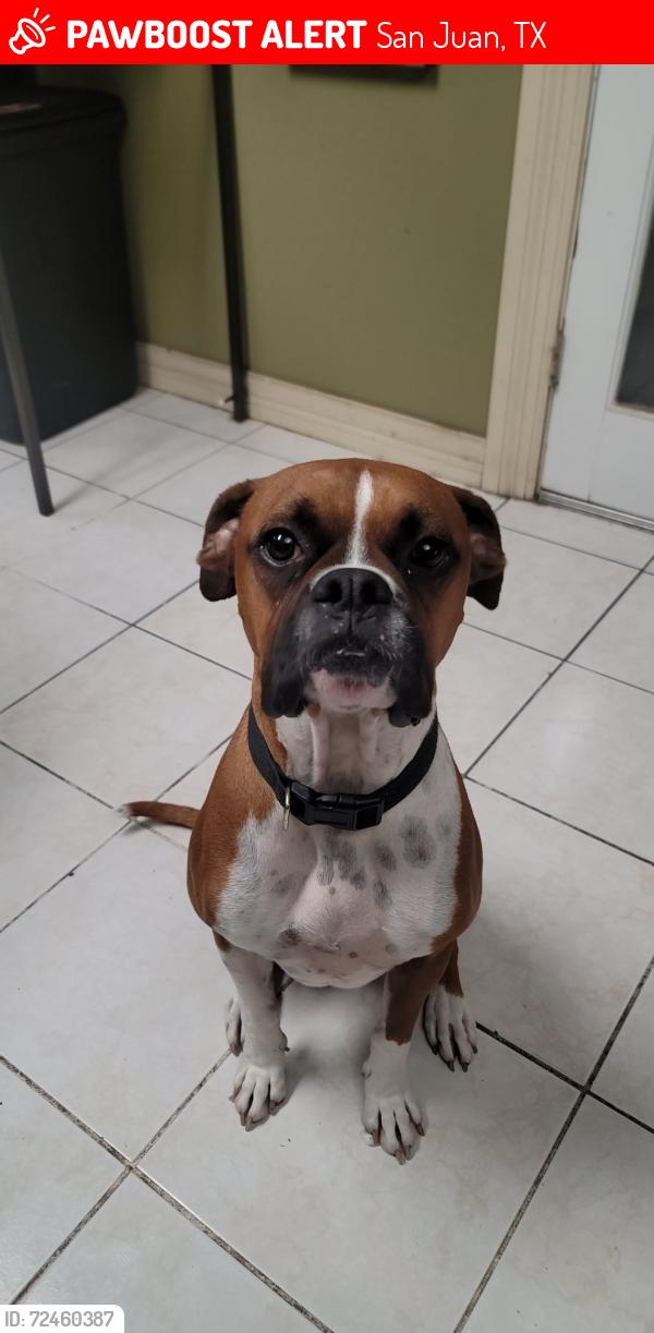 Lost Male Dog last seen Raul Longoria and Sioux, San Juan, TX 78589