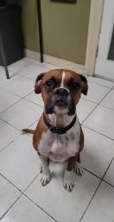 Lost Male Dog last seen Raul Longoria and Sioux, San Juan, TX 78589