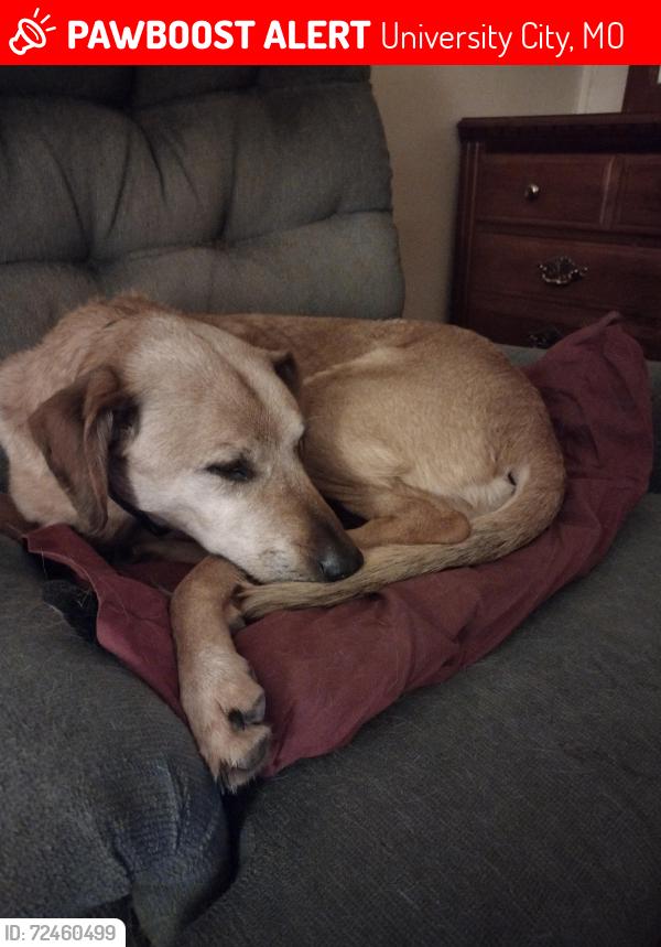 Lost Female Dog last seen Big Bend and Forest Park parkway , University City, MO 63130