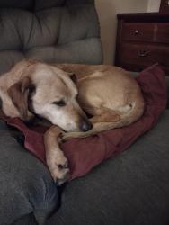 Lost Female Dog last seen Big Bend and Forest Park parkway , University City, MO 63130