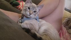 Lost Female Cat last seen Verlea and apache, Buckeye, AZ 85326