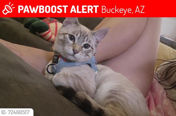 Lost Female Cat last seen Verlea and apache, Buckeye, AZ 85326
