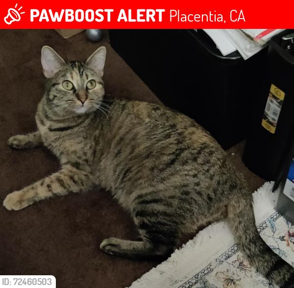 Lost Female Cat last seen Near N Rose Dr Placentia, CA 92870, Placentia, CA 92870