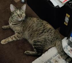 Lost Female Cat last seen Near N Rose Dr Placentia, CA 92870, Placentia, CA 92870