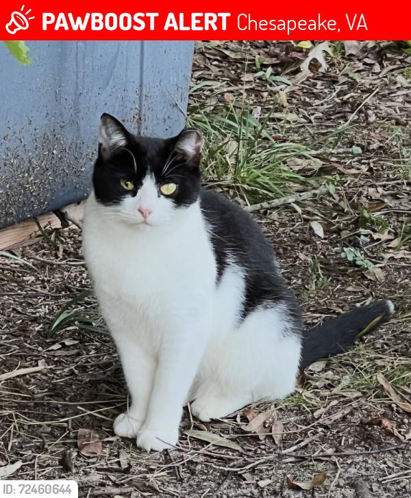 Lost Female Cat last seen Battlefield Blvd & Hanbury Road, Chesapeake, VA 23320