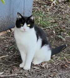 Lost Female Cat last seen Battlefield Blvd & Hanbury Road, Chesapeake, VA 23320