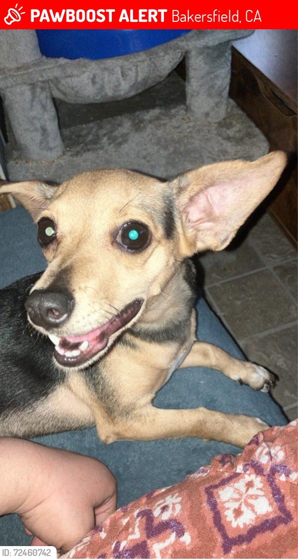 Lost Female Dog last seen Near South Robinson , Bakersfield, CA 93307