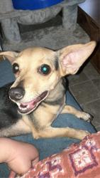 Lost Female Dog last seen Near South Robinson , Bakersfield, CA 93307