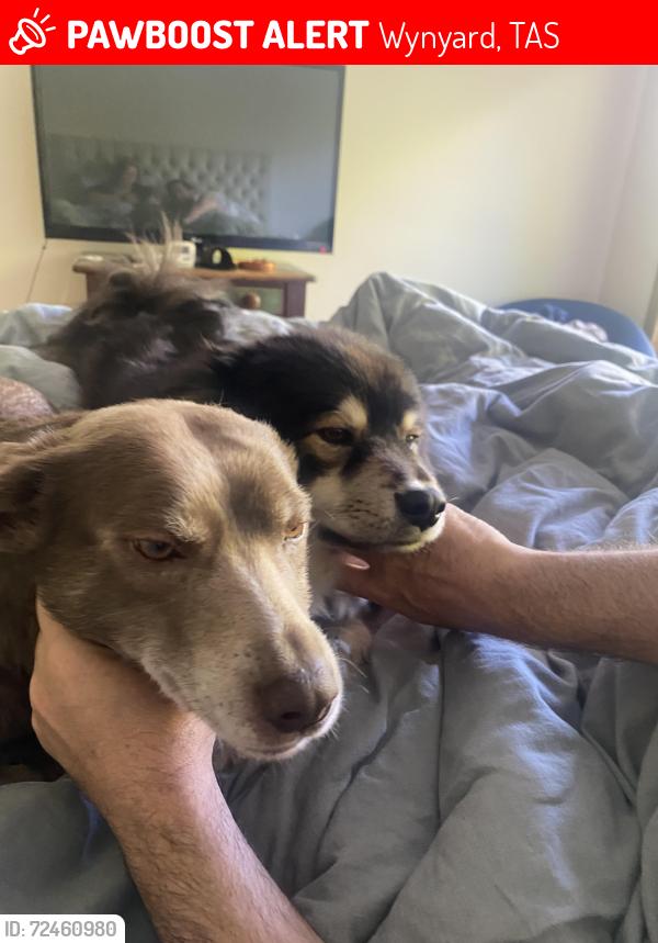 Lost Male Dog last seen Big creek Wynyard, Wynyard, TAS 7325