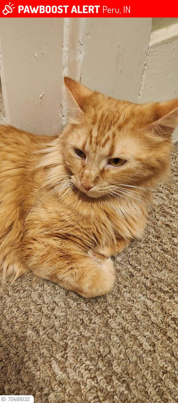 Lost Female Cat last seen by cvs, Peru, IN 46970