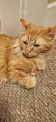 Lost Female Cat last seen by cvs, Peru, IN 46970