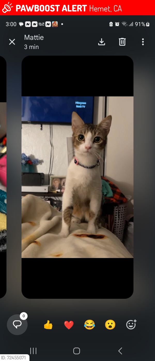 Lost Female Cat last seen Hemet high school , Hemet, CA 92544