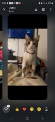 Lost Female Cat last seen Hemet high school , Hemet, CA 92544