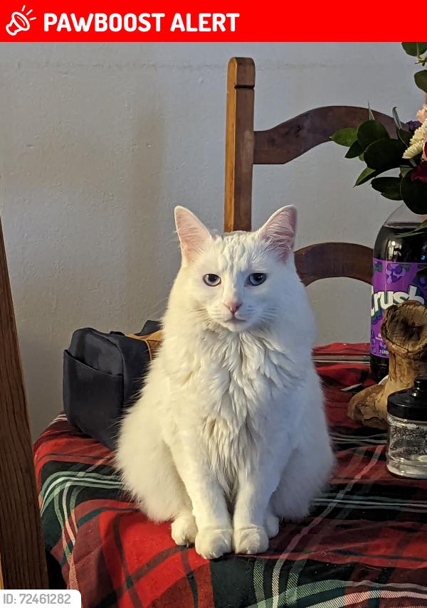 Lost Female Cat last seen Painted Rock Cir and Tumacacori Dr , Thousand Palms, CA 92276