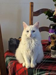 Lost Female Cat last seen Painted Rock Cir and Tumacacori Dr , Thousand Palms, CA 92276