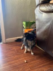 Reunited Male Dog last seen 29th Street, San Bernardino, CA 92404