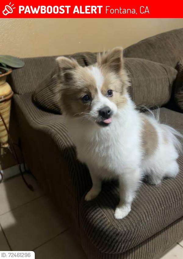 Lost Female Dog last seen Between Mango & Palmetto Ave, Fontana, CA 92335