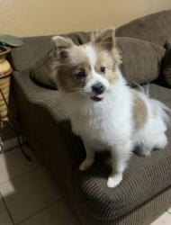 Lost Female Dog last seen Between Mango & Palmetto Ave, Fontana, CA 92335