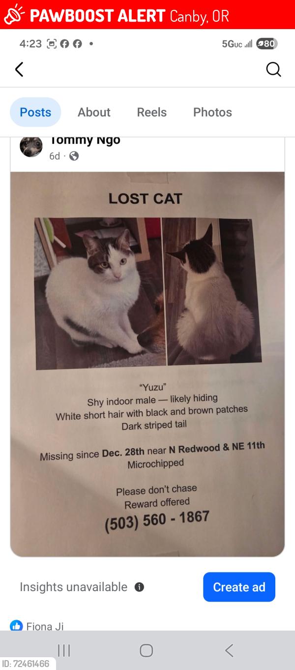 Lost Male Cat last seen N Redwood  & NE 11th , Canby, OR 97013