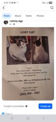 Lost Male Cat last seen N Redwood  & NE 11th , Canby, OR 97013