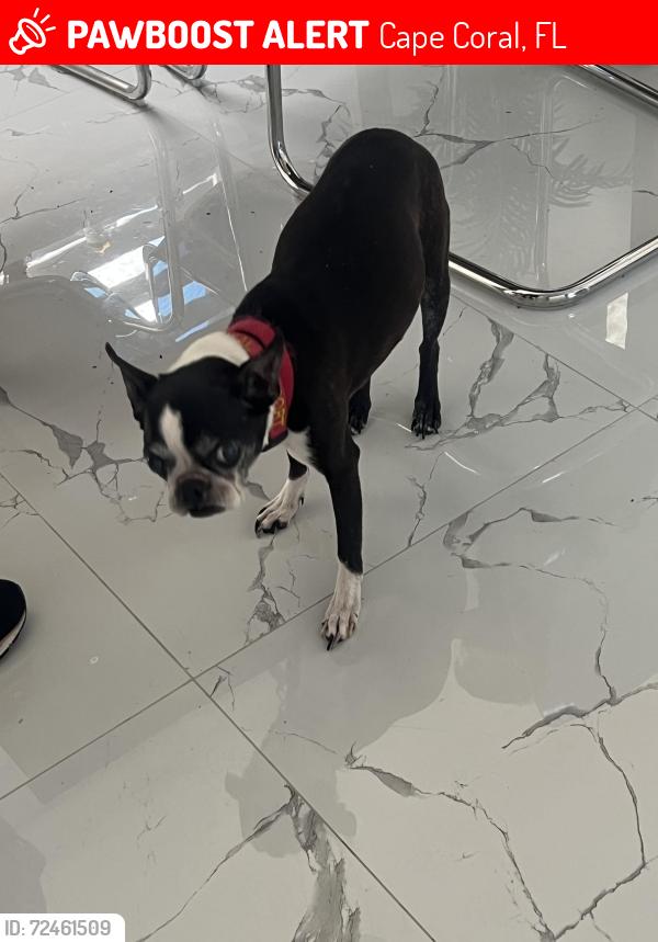 Lost Female Dog last seen Nw 15 terrace, Cape Coral, FL 33993