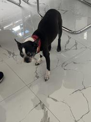 Lost Female Dog last seen Nw 15 terrace, Cape Coral, FL 33993