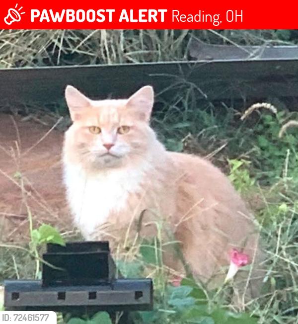 Lost Male Cat last seen Votrhees Street and Reading Road , Reading, OH 45215