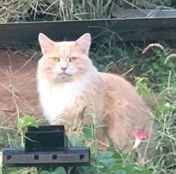 Lost Male Cat last seen Votrhees Street and Reading Road , Reading, OH 45215