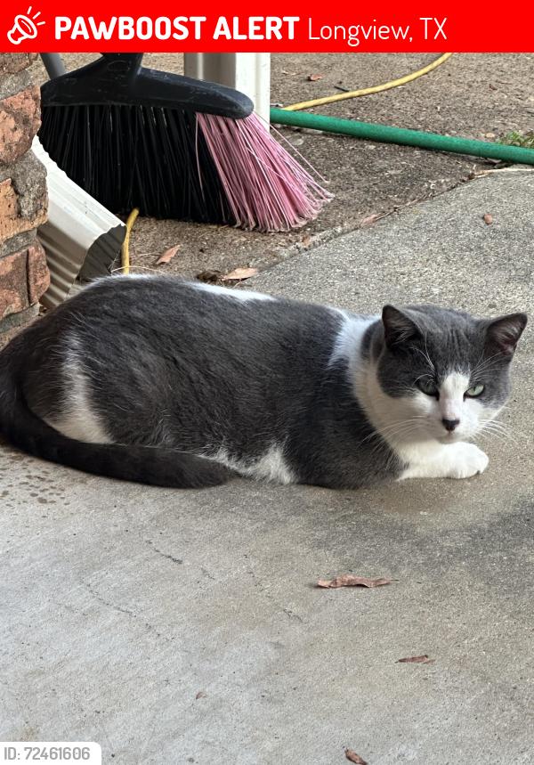 Lost Male Cat last seen Tenneryville rd and lafamo rd, Longview, TX 75604