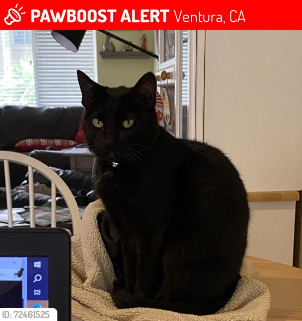 Lost Female Cat last seen Ramelli Ave, Ventura, Ventura, CA 93003