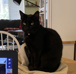 Lost Female Cat last seen Ramelli Ave, Ventura, Ventura, CA 93003