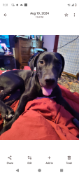 Lost Male Dog last seen Near Woodruff 662 mccrory Arkansas , McCrory, AR 72101