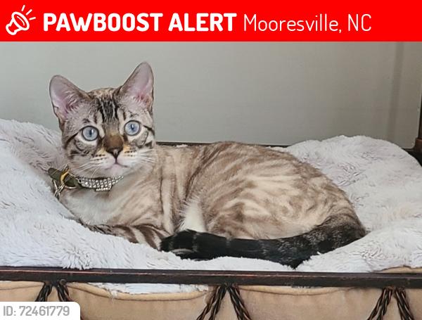 Lost Female Cat last seen Plantation Ridge Drive in Morrison Plantation, Mooresville, NC 28117