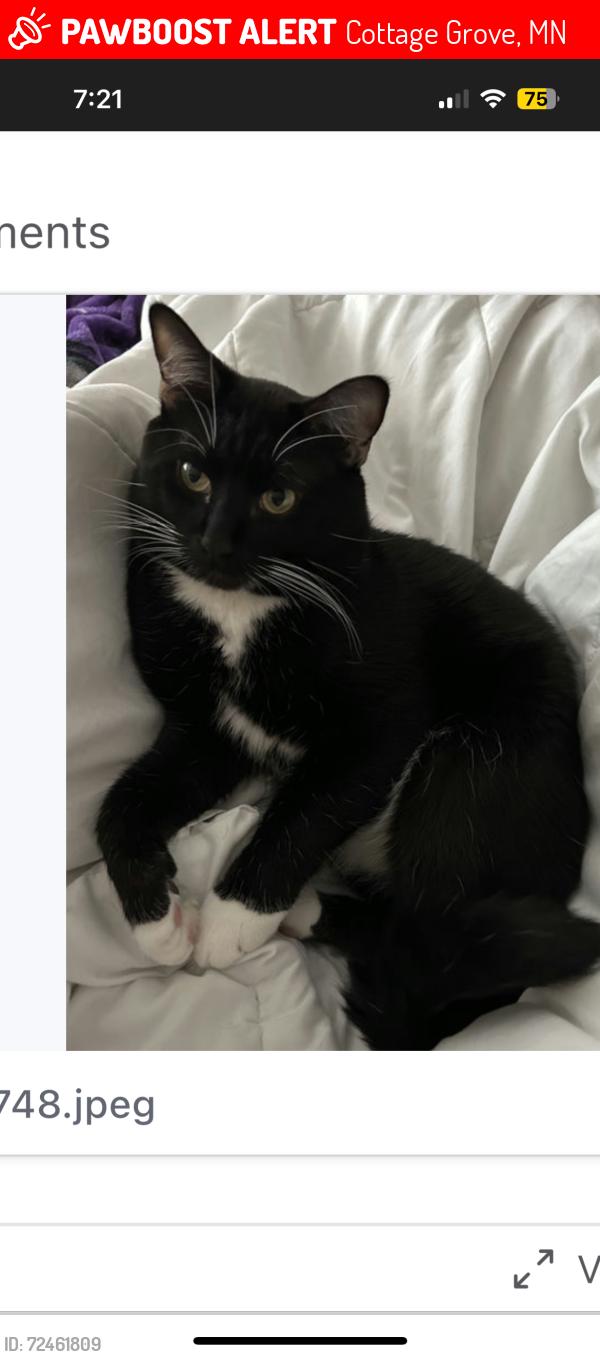 Lost Male Cat last seen Jamaica and Hillside, Cottage Grove, MN 55016