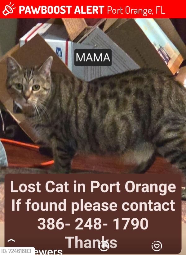 Lost Female Cat last seen Fruitwood PL. PORT ORANGE, FL., Port Orange, FL 32127