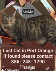 Lost Female Cat last seen Fruitwood PL. PORT ORANGE, FL., Port Orange, FL 32127