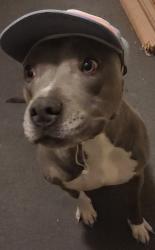 Lost Female Dog last seen Central near old coors possibly headed toward Pat Hurley, Albuquerque, NM 87105
