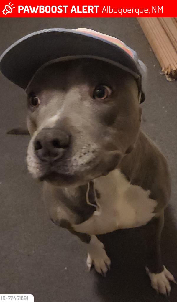 Lost Female Dog last seen Central near old coors possibly headed toward Pat Hurley, Albuquerque, NM 87105